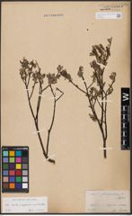 Foto von Salix aurita L. x Salix lapponum L. x Salix myrtilloides L.